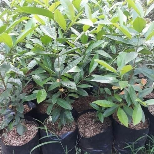 

Terlaris Best Bibit Tanaman Pohon Salam Bumbu Masak Daun