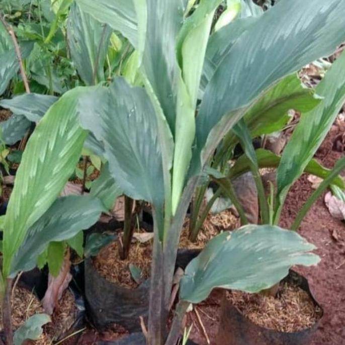 

Terlaris #Bibit Kunyit Putih, Kunyit Herbal Asli 100%