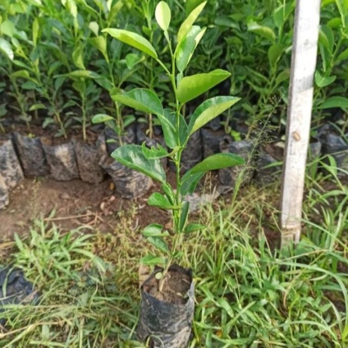 

Terlaris Bibit Jeruk Purut ,Nipis Daun Salam Isi 3 Bibit Bumbu Dapur