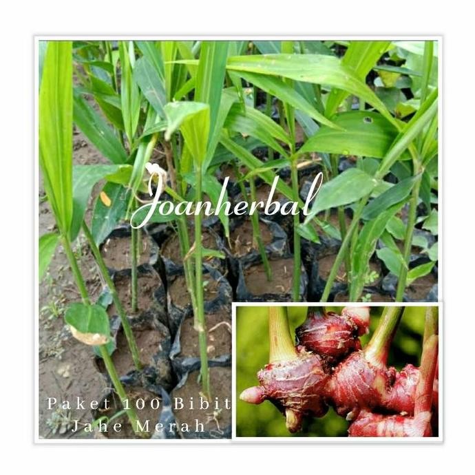

Terlaris Promo Paket Bibit Jahe Merah 100 Pohon
