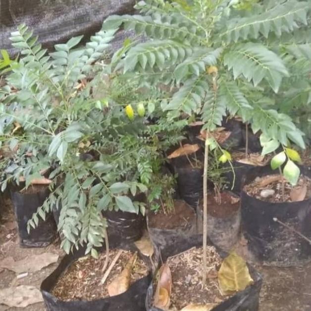 

Terlaris Pohon Salam Koja / Pohon Daun Kari - Bibit Pohon Salam Koja Super