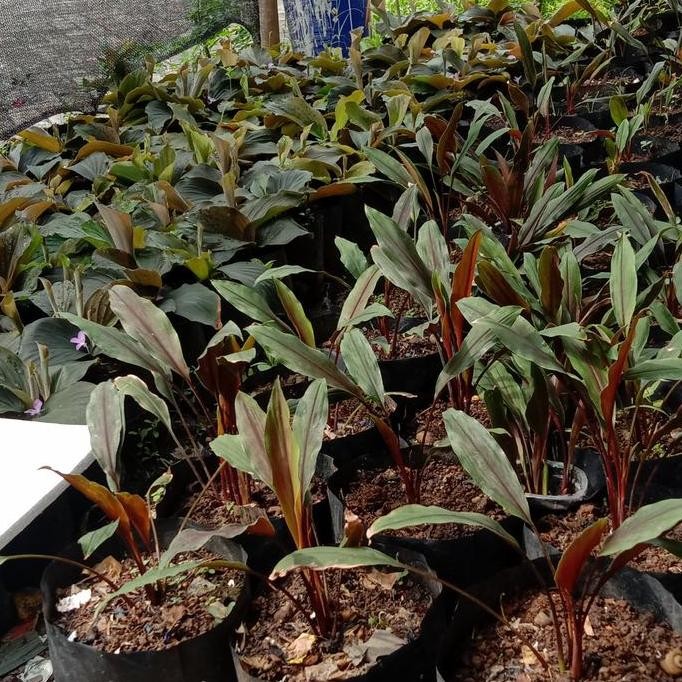 

Terlaris Bibit Tanaman Kunyit Merah