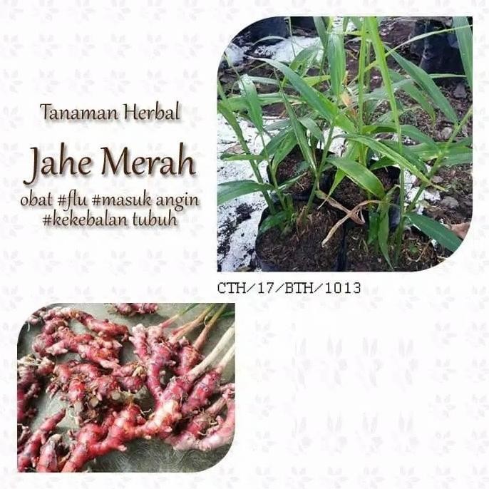 

Terlaris Tanaman Herbal Jahe Merah Super / Pohon Jahe Merah / Bibit Jahe Merah