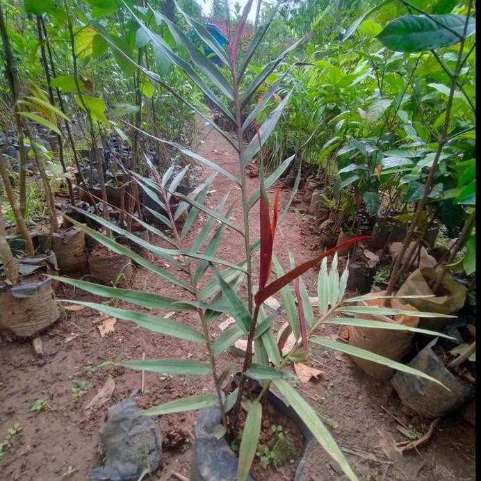 

Terlaris Bibit Tanaman Herbal - Jahe Wulung Mengobati Berbagai Penyakit