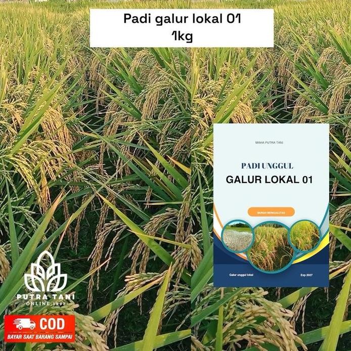 

Terlaris Padi Unggul Galur Lokal 01 1Kg