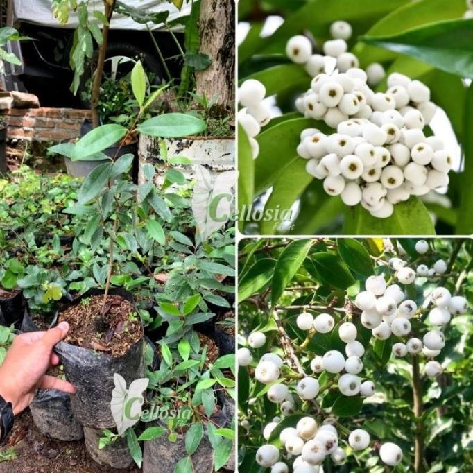 

Terlaris Bibit Tanaman Buah Jambu Air Nasi Nasi Cangkok Cepat Berbuah