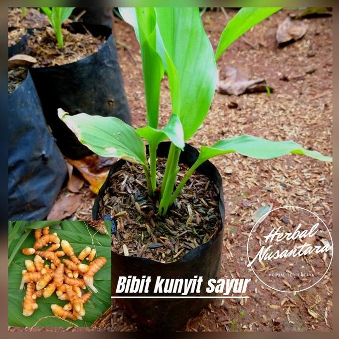 

Terlaris Bibit Tanaman Kunyit Sayur