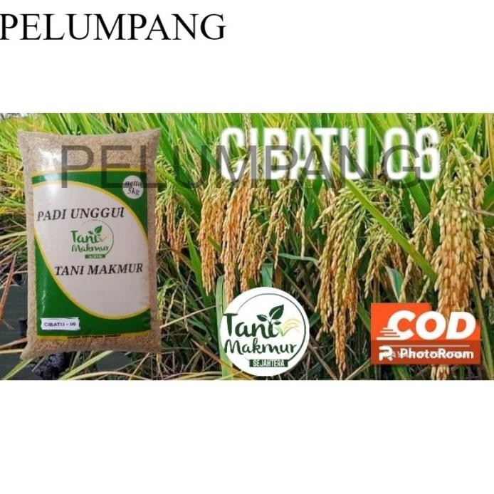 

Terlaris Padi Benih Padi Unggul Cibatu 06 5Kg