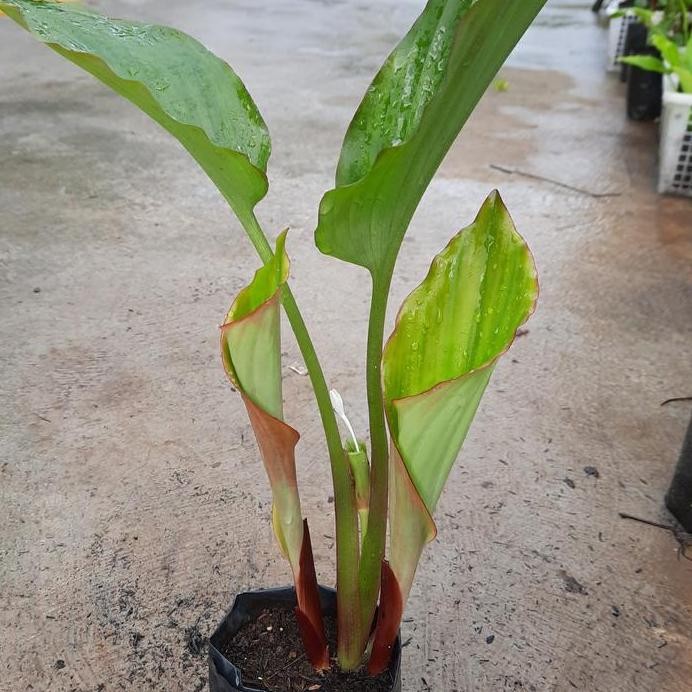 Terlaris Bibit Kunyit Hitam 3 Tunas