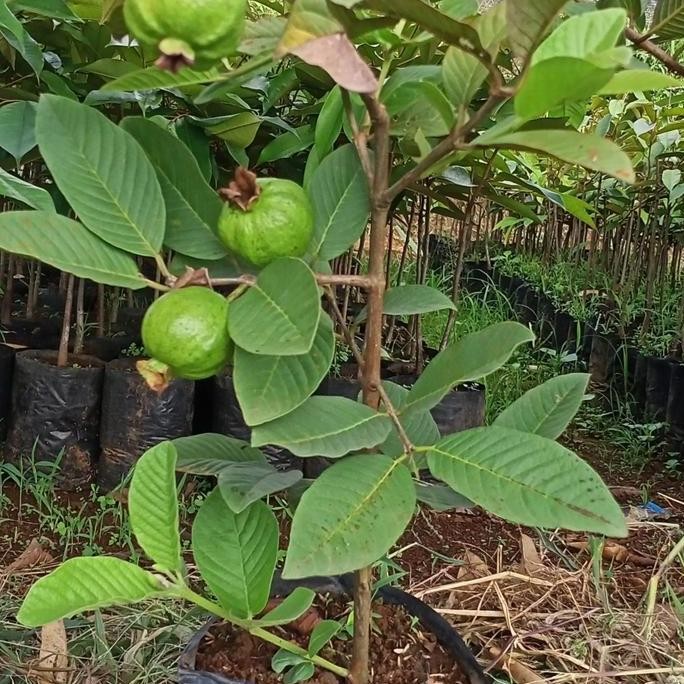 

Terlaris Bibit Pohon Jambu Kristal Putih