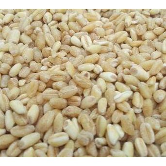 

Terlaris Biji/Benih/Bibit Tanaman Gandum