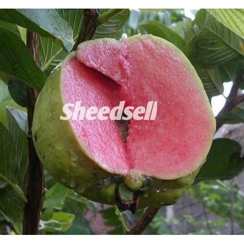

Terlaris Bibit Jambu Sukun Merah