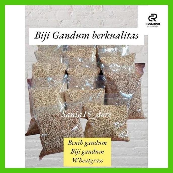 

Terlaris Reg_ 1 Kilogram Biji Gandum-Benih Gandum-Wheat Grass
