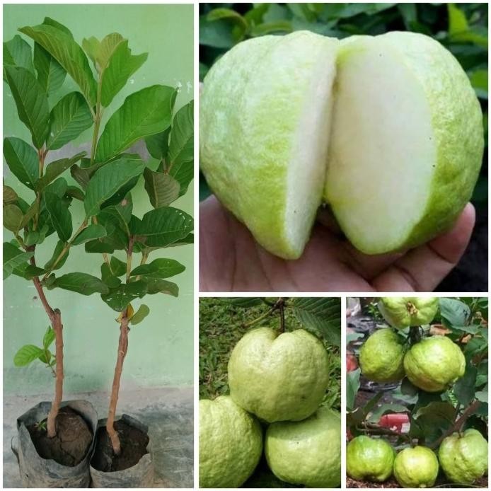 

Terlaris Bibit Jambu Biji Kristal Unggul Dan Berkuwalitas,Bibit Hsl Okulasi.