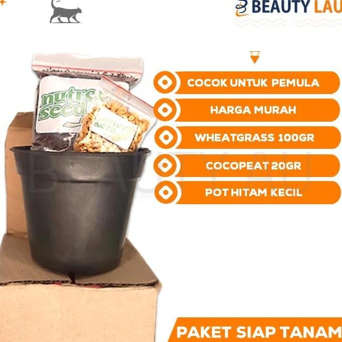 

Terlaris Rumput Kucing Paket Siap Tanam Wheatgrass Bibit Rumput Gandum Kucing Benih Biji Cat Grass Seed Pot