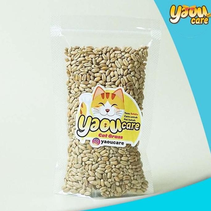 

Terlaris Benih Rumput Gandum Untuk Kucing 100Gr Bibit Cat Grass Microgreen Seed