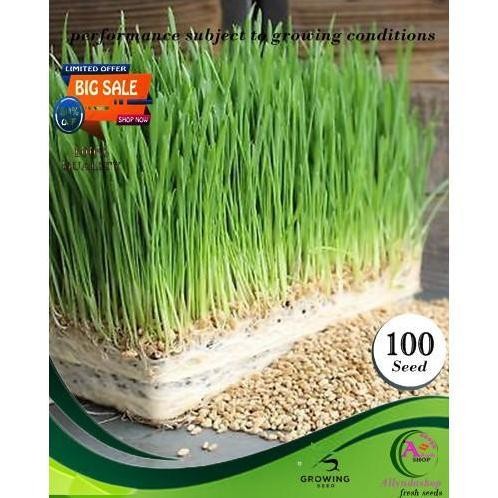 

Terlaris Ready 100Butir Biji Benih Tanaman Rumput Gandum