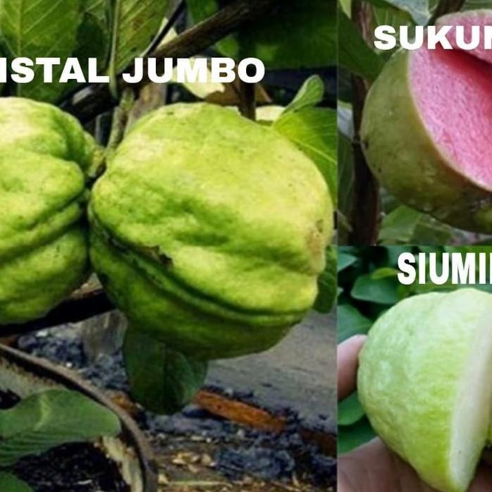 

Terlaris Promo 3 Bibit Pohon Jambu Biji Murah