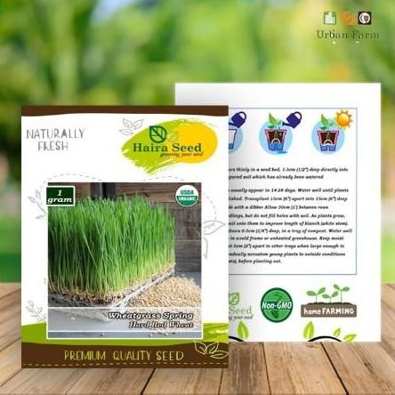 

Terlaris Benih - Bibit Rumput Gandum/Wheatgrass Merah Organik (Haira Seed)