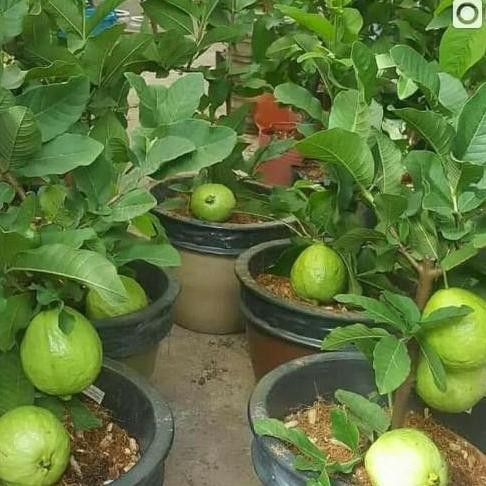 

Terlaris Bibit Jambu Kristal Tanpa Biji