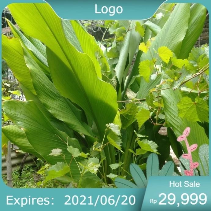 

Terlaris New Bibit Pohon Kunyit Kuning - Kunyit Herbal-Kunyit Masak