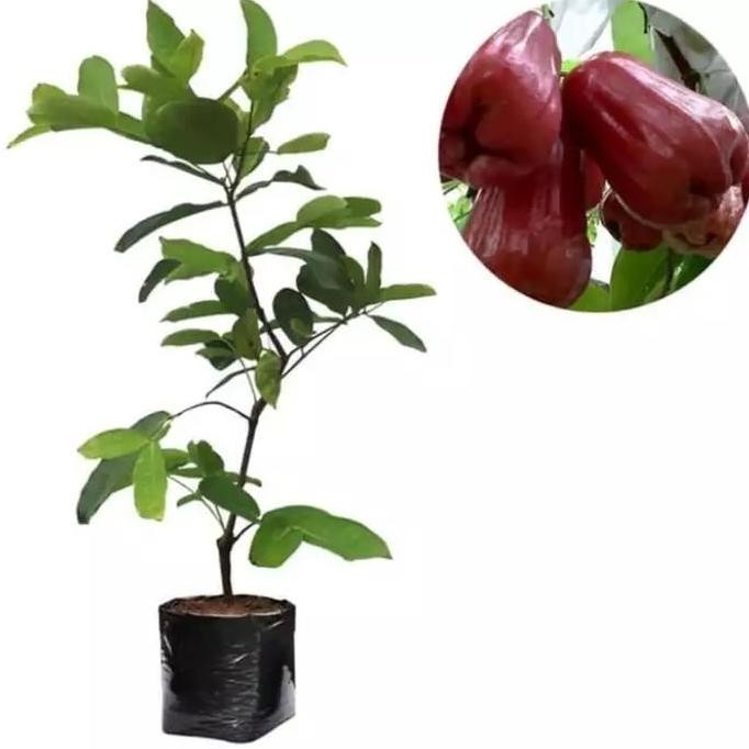 

Terlaris Bibit Buah Jambu Air Kusuma Merah Unggul