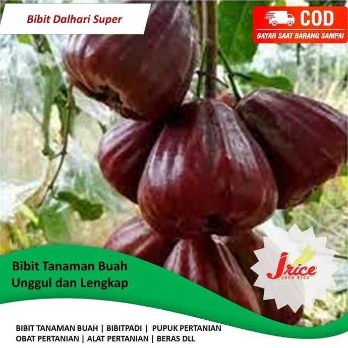 

Terlaris Bibit Jambu Dalhari Super Okulasi Cepat Berbuah