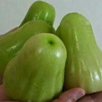 

Terlaris Bibit Tanaman Buah Jambu Madu Deli Berbunga