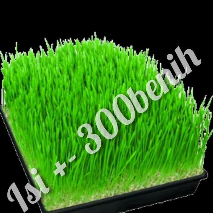

Terlaris Bibit Wheatgrass Rumput Gandum Cat Grass Wheat Benih Se Diskon