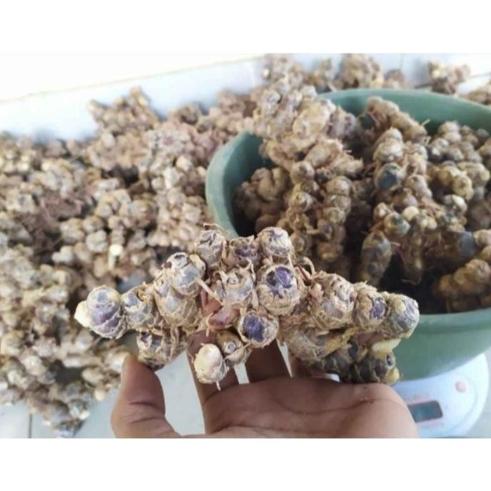 

Terlaris Bibit Kunyit Hitam,Tanamanlangka,Tanamanherbal, Tanaman Rempah