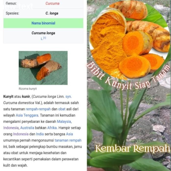 

Terlaris Bibit Tanaman Herbal Kunyit/Kunir/Koneng