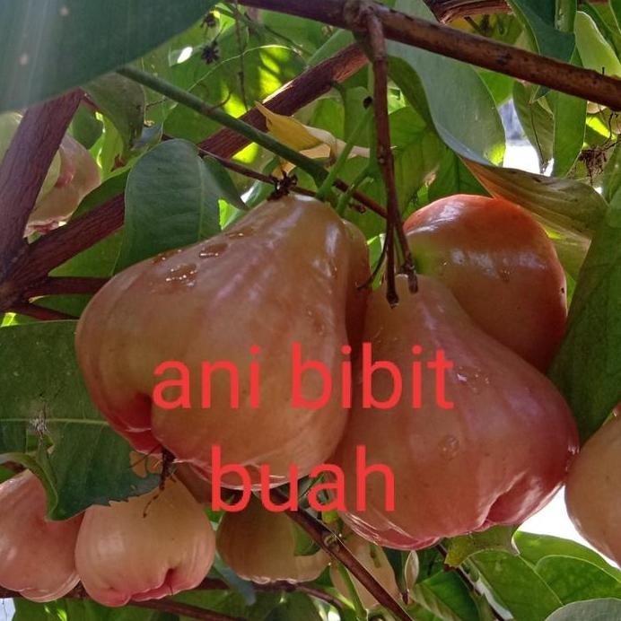 

Terlaris Bibit Jambu Bajang Leang Okulasi Cepat Berbuah