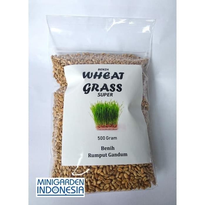 

Terlaris Isi 500 Gram Bibit Benih Wheat Grass Rumput Gandum Bisa Diminum