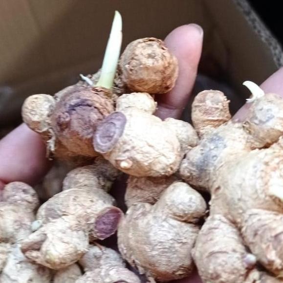 

Terlaris Rimpang Kunyit Hitam 10 Gram Untuk Bibit Dan Konsumsi