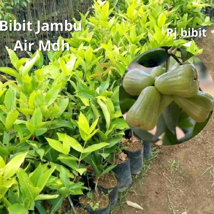 

Terlaris Benih Bibit Jambu Air Mdh Super Cepat Berbuah