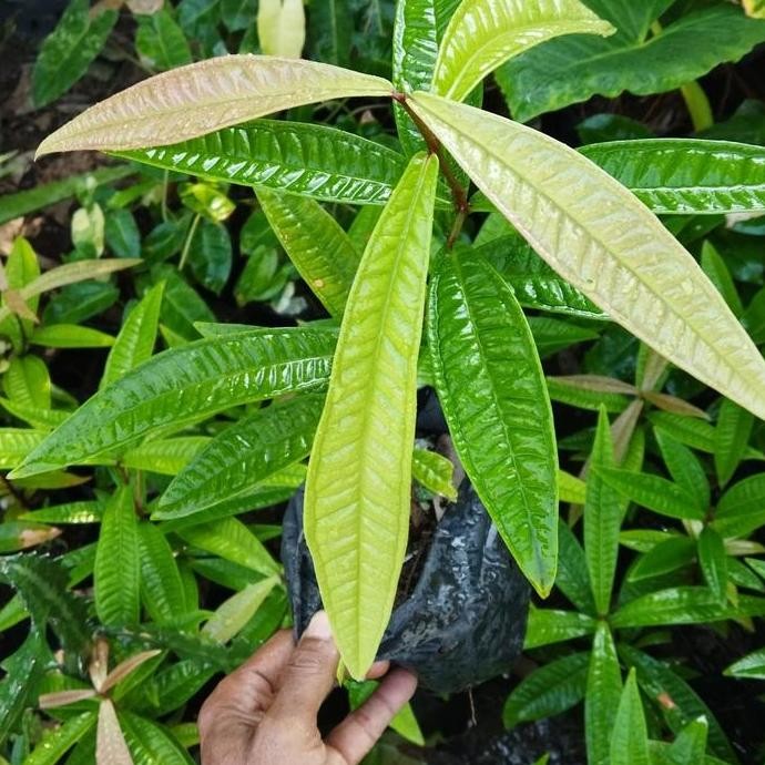 

Terlaris Bibit Pohon Jambu Sulawesi Sp