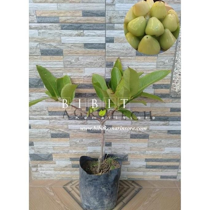 Terlaris Bibit Buah Jambu Air Camplong Madura
