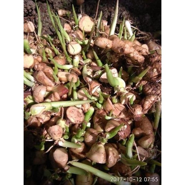 

Terlaris Or Bibit Temu Putih Kunyit Kunir Herbal Kanker