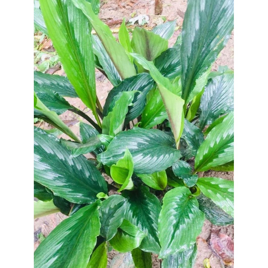 

Terlaris Bibit Tanaman Herbal Kunyit Putih -Kunir Putih Super. Mmz