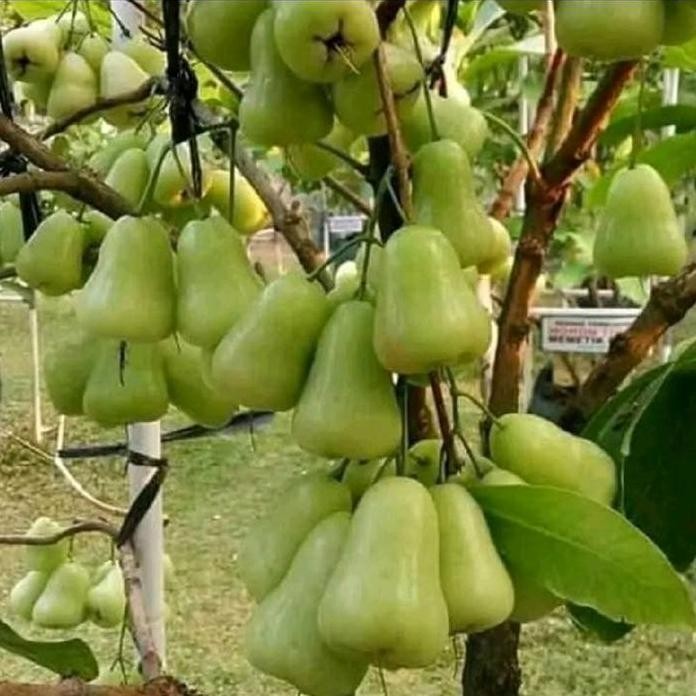 

Terlaris Bibit Tanaman Jambu Madudeli Hijau Jumbo