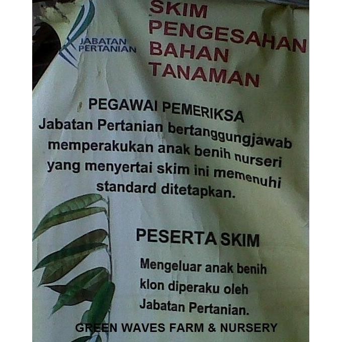 

Terlaris Id | Bibit Durian Musang King/Raja Kunyit (D197) 90 Cm - 1 M