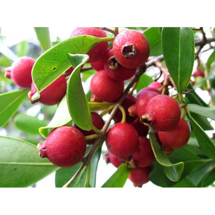 

Terlaris Bibit Jambu Leci / Bibit Buah / Tanaman