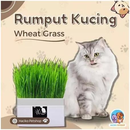 

Terlaris Rumput Kucing Paket Tumbuh Benih Gandum Premium Cat Wheat Grass
