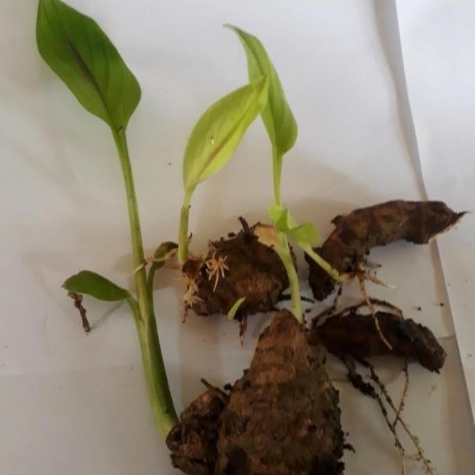 

Terlaris Bibit Kunyit Putih Herbal Siap Tanam