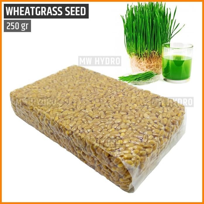 

Terlaris Benih Wheat Grass / Wheatgrass Seed / Biji Rumput Gandum - 250 Gram
