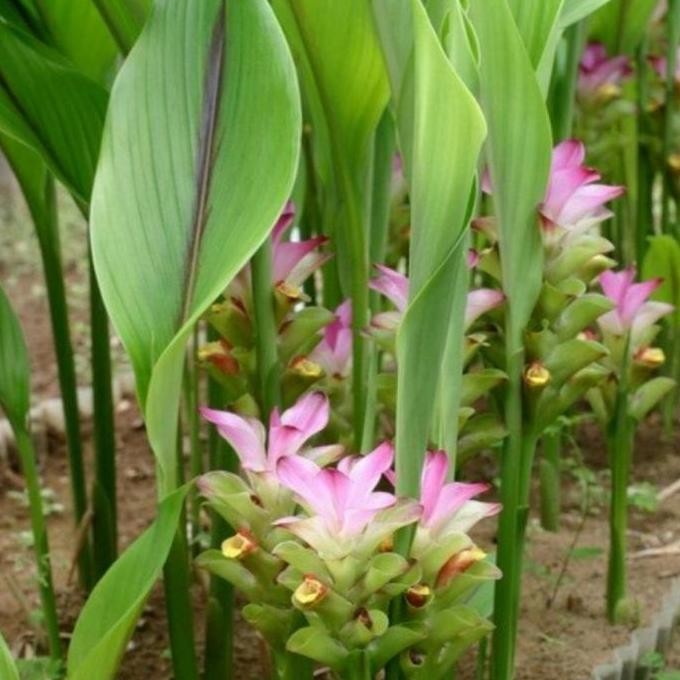 

Terlaris Bibit Tanaman Temu Putih / Kunyit Putih (Obat Herbal)