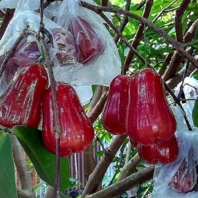 

Terlaris Bibit Jambu Air Citra Merah Hasil Okulasi Cepat Berbuah
