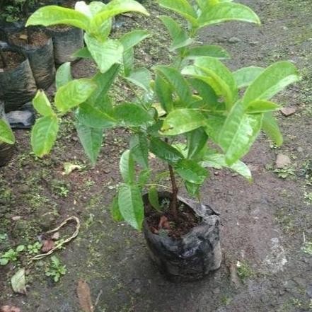 

Terlaris Bibit Pohon Jambu Kancing Merah