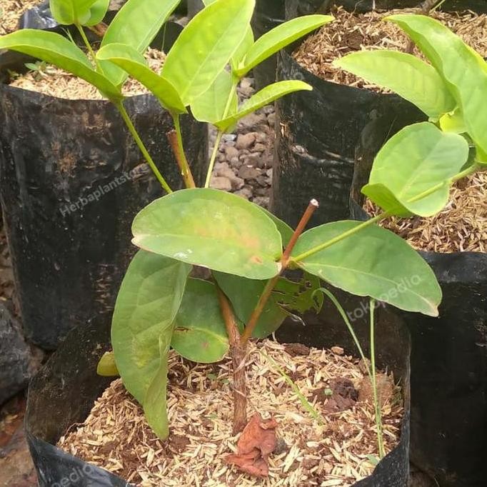 

Terlaris Bibit Pohon Jambu Kancing Merah
