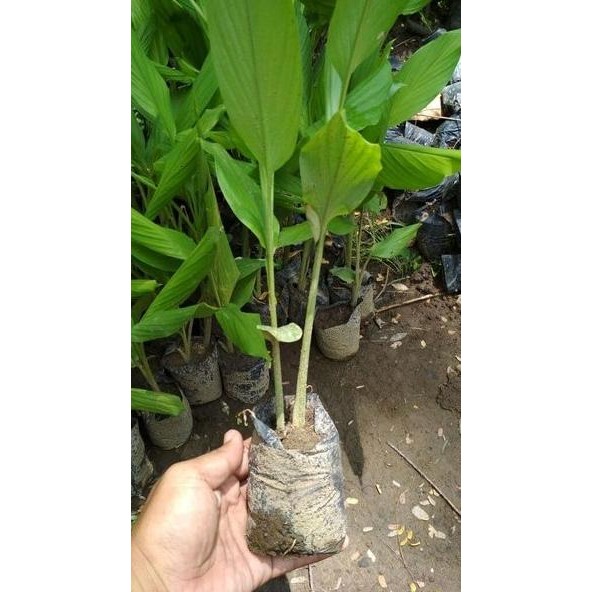 

Terlaris Bibit Kunyit Bibit Tanaman Kunyit Bibit Kunir Kunyit Poh Yqbkkr 4568Lr